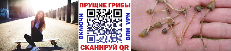 Псилоцибиновые грибы мухоморы  где найти   Новокузнецк 